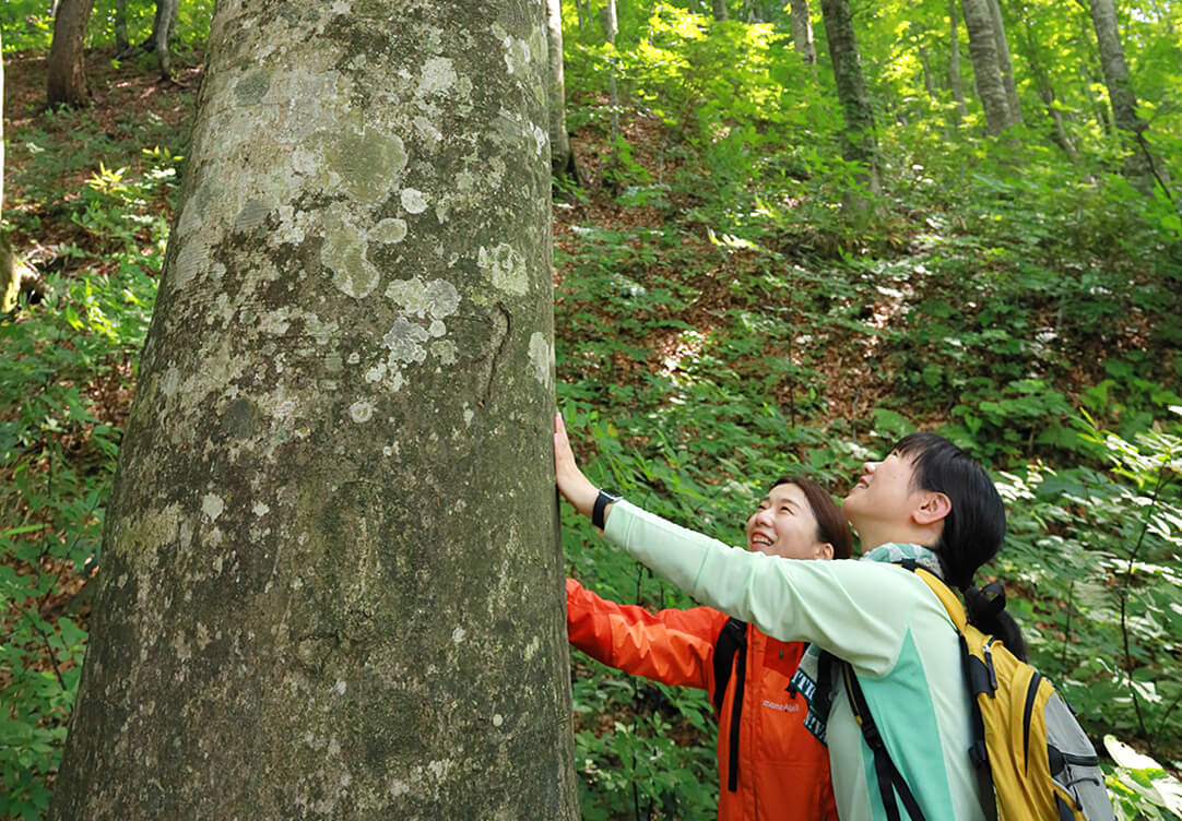 白神山地トレッキングの様子