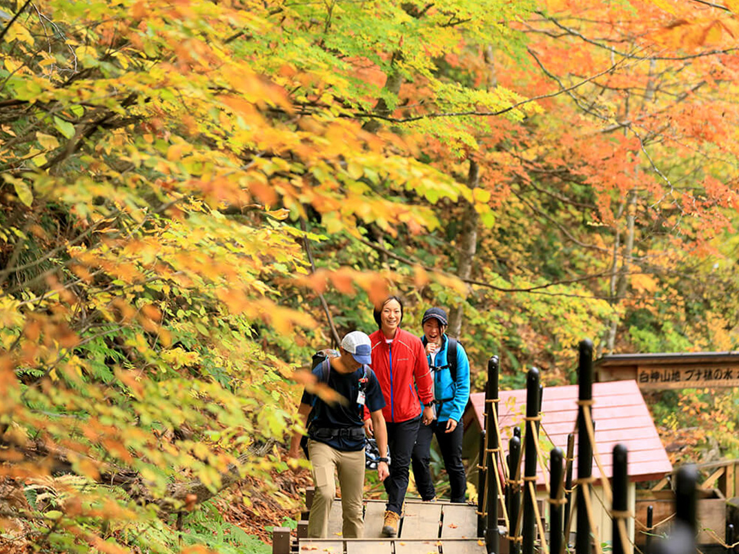 紅葉の白神山地トレッキング