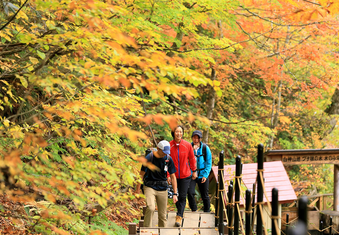 ブナ林散策道を散策