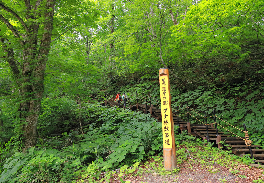 COURSE #08 [世界遺産登録30周年]白神山地散策とツガルツナガル1泊2日