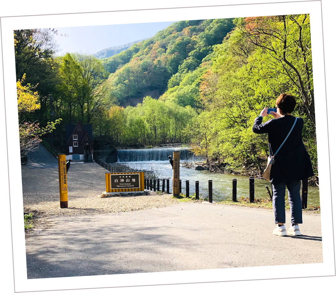 世界遺産の径 ブナ林散策道