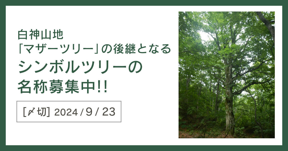 9/23〆】白神山地「マザーツリー」の後継となるシンボルツリーの名称を募集しています！ | おしらせ | 西目屋・白神エリア総合観光ポータル  kumagera.net