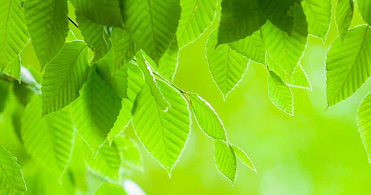 ソーシャルメディア